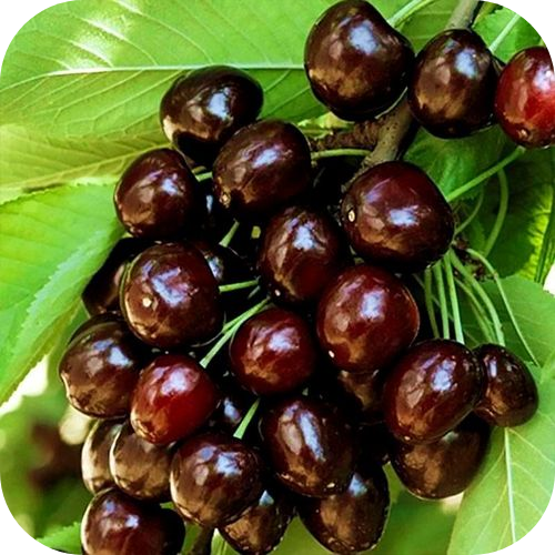 Черешня "Кордия" Черешня "Кордия"