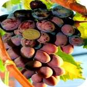Виноград "Придорожный" Виноград "Придорожный"